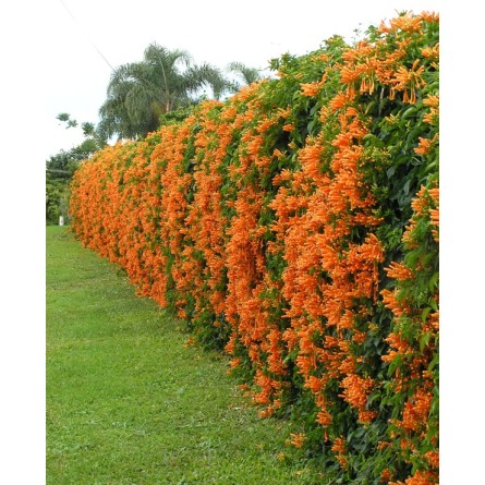 Bignonia Venistia